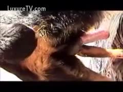 Horny dude fucking his dog in the ass from behind 